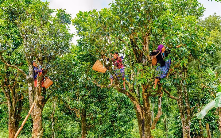 Đồng bào dân tộc H’Mông xã Sín Chải thu hái chè cây cao.