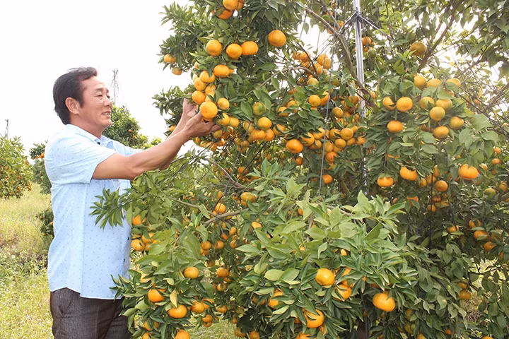 Vườn cam Canh của gia đình anh Lâm Thành Thương tại xã Hiếu Liêm, huyện Bắc Tân Uyên (Bình Dương).