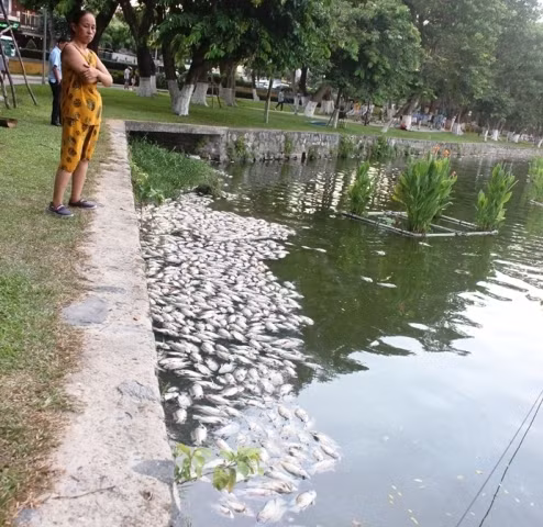 Cá chết nhiều tại hồ ngày 1-8.