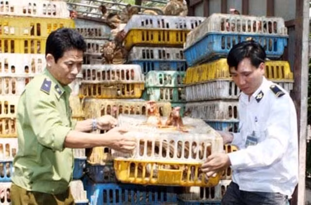 Tăng cường ngăn chặn ngăn chặn tình trạng nhập lậu gia cầm dịp cuối năm.