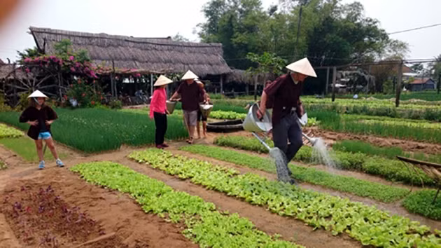 Khách du lịch trải nghiệm công việc nhà nông tại làng rau Trà Quế, xã Cẩm Hà, thị xã Hội An.