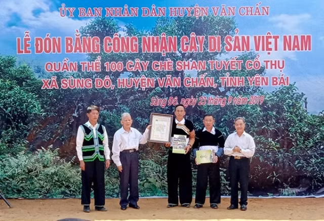 Công nhận Cây di sản đối với quần thể chè shan tuyết cổ thụ Giàng Pằng