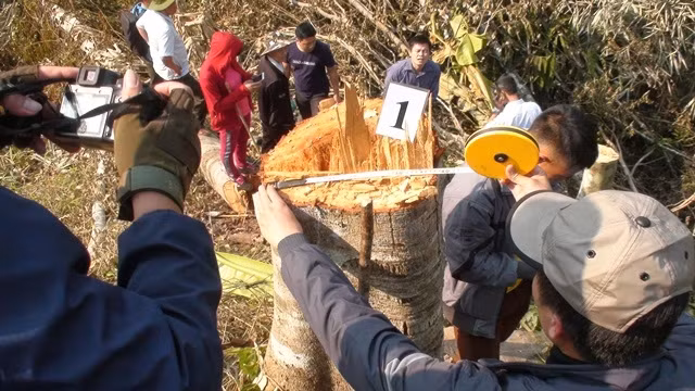 Một trong những vụ phá rừng trên địa bàn huyện Mường Nhé mà lực lượng chức năng phát hiện.
