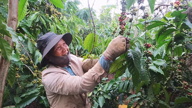 Nhiều gia đình ở phường Thống Nhất (thị xã Buôn Hồ, Đác Lắc) tự thu hái cà-phê nhằm giảm bớt chi phí.