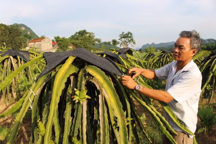 Cựu chiến binh Nguyễn Đình Hải che nắng cho cây thanh long.