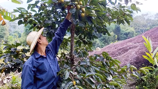 Người dân xã Quảng Khê, huyện Ba Bể kiểm tra chất lượng quả hồng không hạt. 