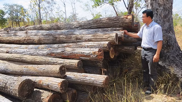 Rừng tự nhiên bị khai thác trái phép trên địa bàn huyện Ea Súp.