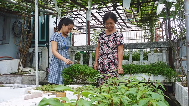 Vườn trên gác đủ cho nhiều nhà có rau sạch đón Tết.