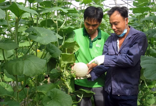 Nhờ có cơ chế, chính sách thuận lợi, nhiều doanh nghiệp đã đầu tư vào các dự án nông nghiệp công nghệ cao, góp phần tạo đầu ra ổn định cho sản phẩm. Trong ảnh: Các kỹ thuật viên chăm sóc dưa lưới tại 