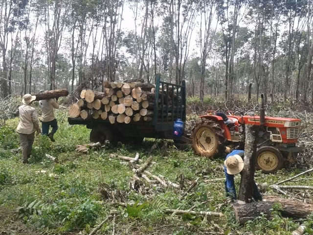 Do giá cao su đang ở mức thấp nên nông dân phá bỏ vườn cao su để chuyển sang trồng các loại cây khác, có hiệu quả kinh tế cao hơn.