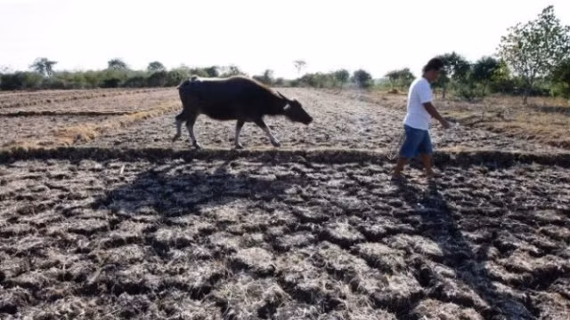 El Nino là một hiện tượng thời tiết cực đoan, có ảnh hưởng mạnh tới khí hậu toàn cầu. (Ảnh internet) 