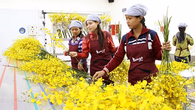 Thu hoạch hoa lan cao cấp tại Công ty Hoa Mặt Trời (huyện Đức Trọng, Lâm Đồng). Ảnh: MAI VĂN BẢO