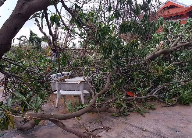 Cây bàng vuông gãy đổ do bão Tembin ở Trường Sa.