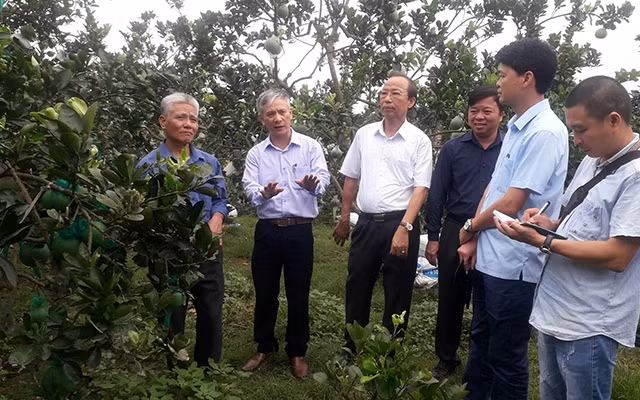 Vùng quả ngọt Phúc Thuận, thị xã Phổ Yên. 