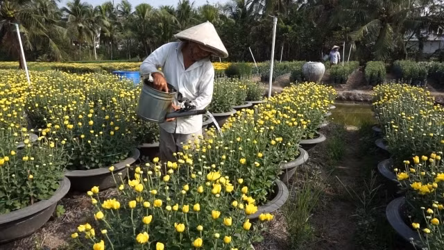 Làng nghề truyền thống trồng hoa Tết Vĩnh Yên vào xuân.