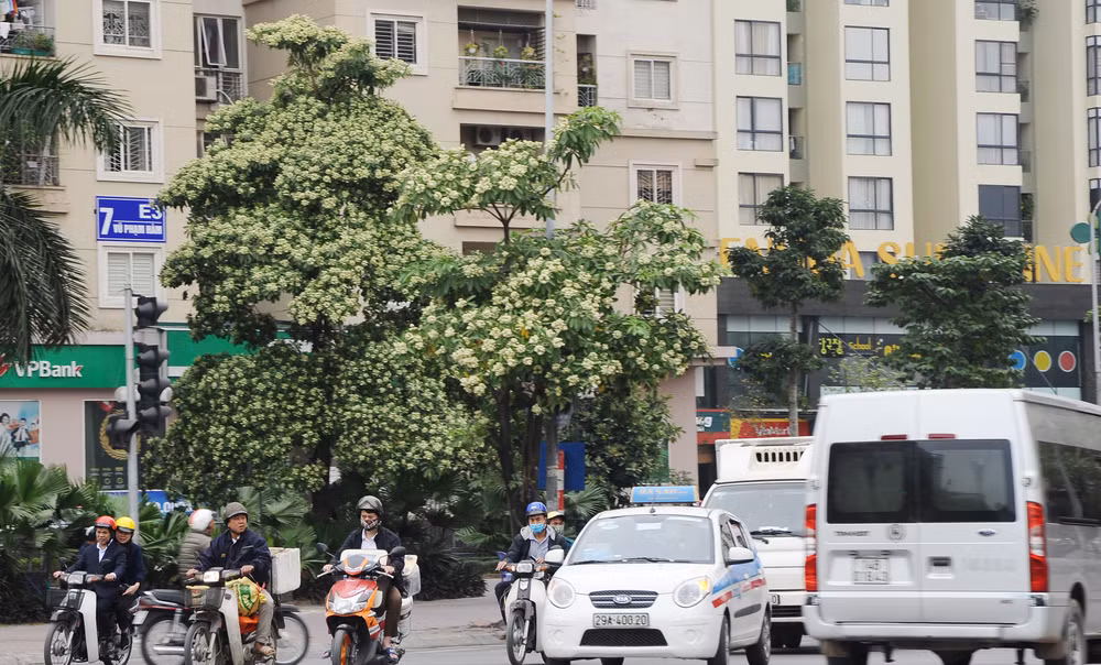 Hoa sữa vẫn ngạt ngào...