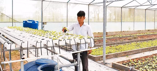Mô hình trồng rau thủy canh của Khu Nông nghiệp công nghệ cao.
