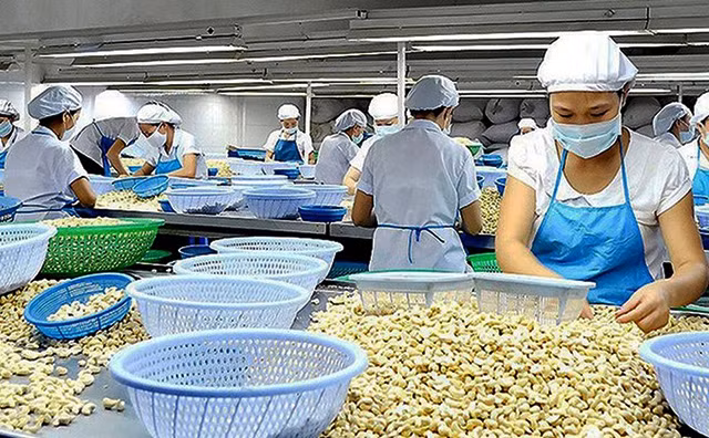 Chế biến hạt điều xuất khẩu tại Công ty TNHH sản xuất Phúc An, tỉnh Bình Phước. Ảnh: HOÀNG BẮC