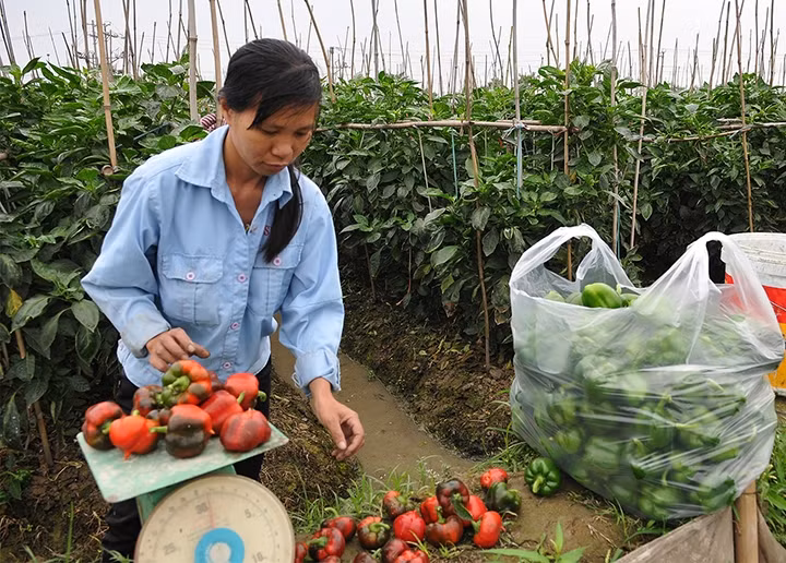 Nông thôn là khu vực tiềm năng để mở rộng đối tượng tham gia BHXH tự nguyện. Trong ảnh: Nông dân xã Vân Nội, huyện Đông Anh (Hà Nội) thu hoạch ớt.Ảnh: ĐĂNG KHOA