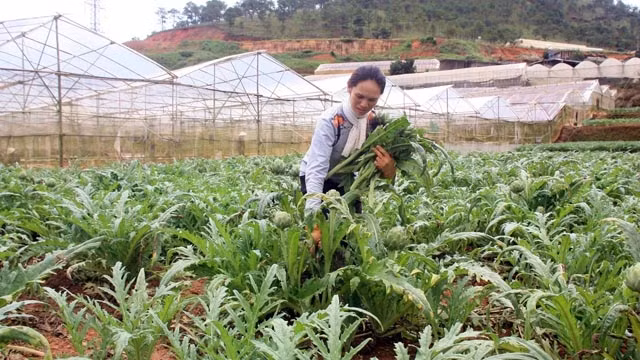 Chăm sóc vườn a-ti-sô tại phường 12, TP Đà Lạt (Lâm Đồng)
