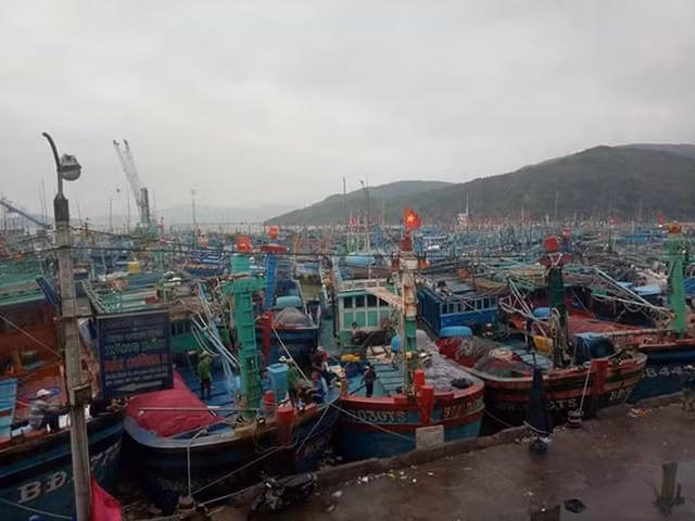 Cảng cá Quy Nhơn, tỉnh Bình Định.