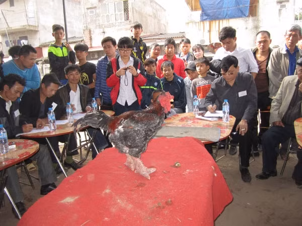 Hưng Yên tổ chức hội thi gà Đông Tảo