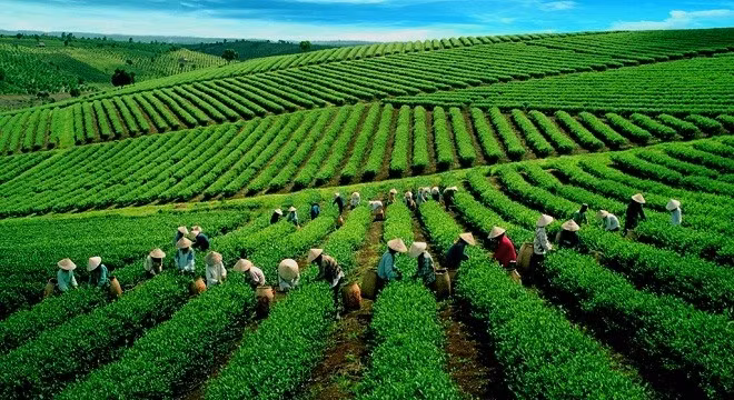 Tổng công ty chè lớn nhất Việt Nam chào bán 31,8% vốn điều lệ