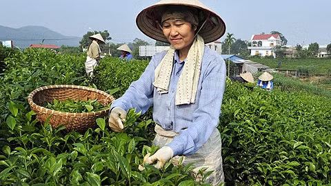Thu hái chè Tân Cương. Ảnh: Đăng Hồng