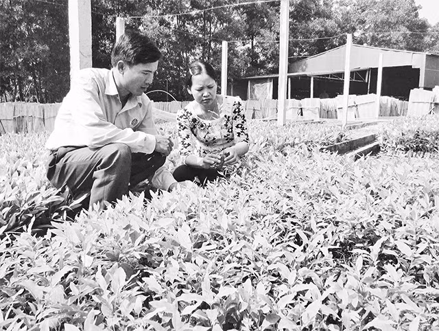 Chăm sóc cây giống để trồng rừng tại huyện Yên Thế (Bắc Giang).Ảnh: KIM LAN