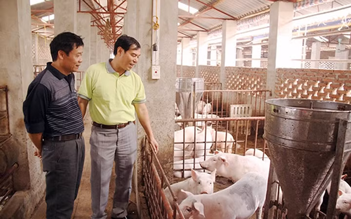 Nuôi lợn theo công nghệ sinh học EM tại Công ty cổ phần trang trại Bảo Châu (huyện Sóc Sơn, Hà Nội).