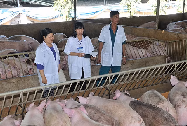 Kiểm tra chất lượng đàn lợn được nuôi theo mô hình công nghệ cao tại thị xã Long Khánh, tỉnh Đồng Nai. Ảnh: ANH SƠN