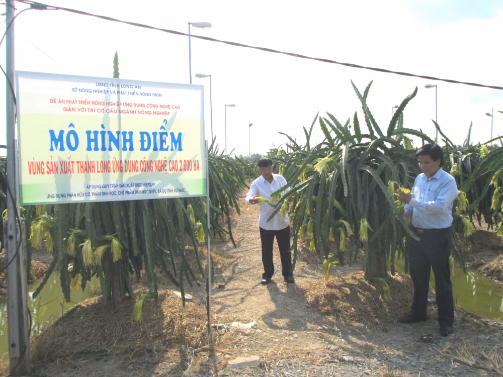 Nông dân Long An trồng thanh long ứng dụng công nghệ tưới phun.