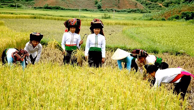 Nông dân Điện Biên thu hoạch lúa trên cánh đồng Mường Thanh.