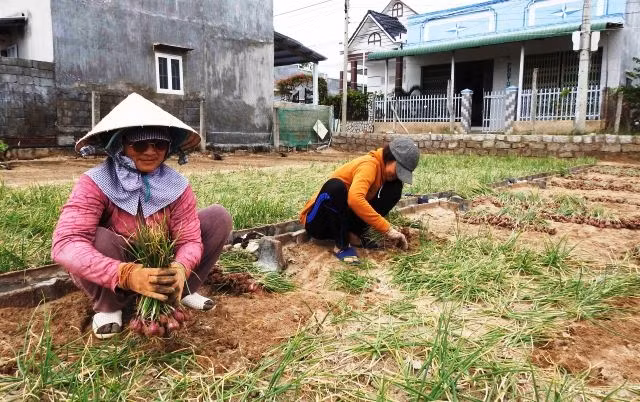 Để giảm thua lỗ, anh Nguyễn Hữu Phong huy động người nhà thu hoạch hành để dành làm giống trồng mùa sau.