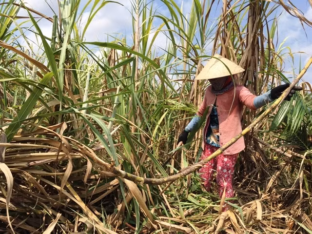 Nông dân xã Châu Bình (huyện Giồng Trôm) thu hoạch mía bán cho thương lái.