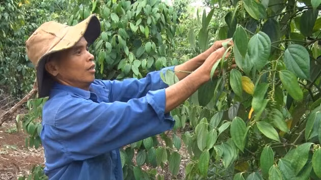 Thu hoạch hồ tiêu tại xã Tân Nghĩa, huyện Di Linh, tỉnh Lâm Đồng.