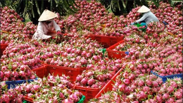 Trong năm 2016, sản lượng rau quả xuất khẩu của Việt Nam đã đạt giá trị xuất khẩu lên tới 2,4 tỷ USD.