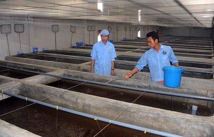 Nhân viên Công ty cổ phần Việt-Úc Bình Định chăm sóc tôm giống. Ảnh: QUANG QUYẾT (TTXVN)