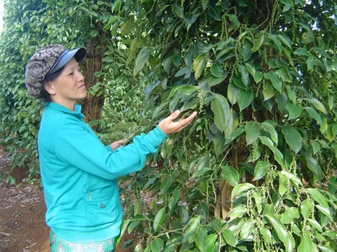 Nhiều hộ nông dân ở thị xã Gia Nghĩa trồng tiêu giống Vĩnh Linh mỗi năm cho thu nhập hàng trăm triệu đồng/ha.