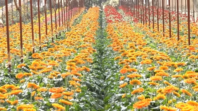 Vườn hoa ở làng hoa Đa Thiện, Đà Lạt.