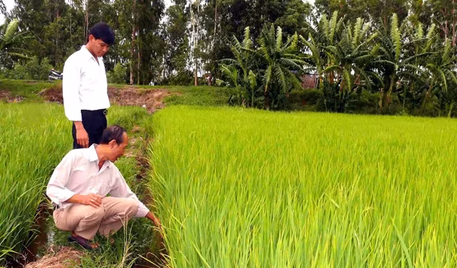 Ông Danh Văn Dưỡng (thị trấn Óc Eo, huyện Thoại Sơn, An Giang) kiểm tra giống gieo sạ HNOE - "viên hồng ngọc" trên vùng đất Phù Nam xưa.