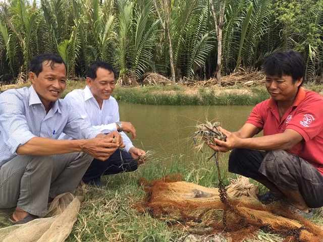 Nghề nuôi tôm tại Bến Tre phát triển mạnh, mang lại lợi nhuận cao