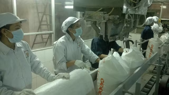 Sản xuất, chế biến mía đường tại Công ty TNHH Công nghiệp KCP Việt Nam.