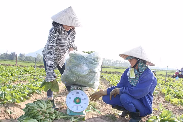 Thu hoạch rau, củ, quả tại Hợp tác xã Phú Thành, xã Xuân Thành, huyện Nghi Xuân (hiện đã dừng sản xuất).