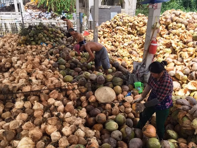 Giá dừa khô nguyên liệu tại Bến Tre đang ở mức thấp nhất trong nhiều năm qua.