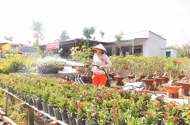 Một nhà vườn ở phường Thới An, quận 12 chăm sóc hoa, cây cảnh vụ Tết Nguyên đán Mậu Tuất 2018.