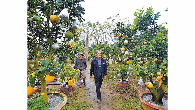 Làm giàu từ cây ghép 10 loại quả
