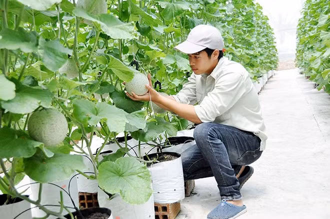 Một góc trang trại ứng dụng công nghệ cao trồng cây ăn quả cho năng suất cao tại xã Nguyệt Đức, huyện Thuận Thành (Bắc Ninh).