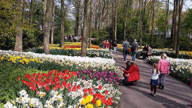 Du khách tham quan Công viên Keukenhof. Ảnh: DUTCH DAFFODILS