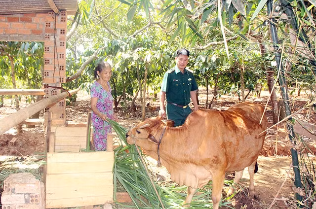 Bộ đội Biên phòng tỉnh Bình Phước tặng bò cho các hộ dân nghèo ở vùng biên giới.